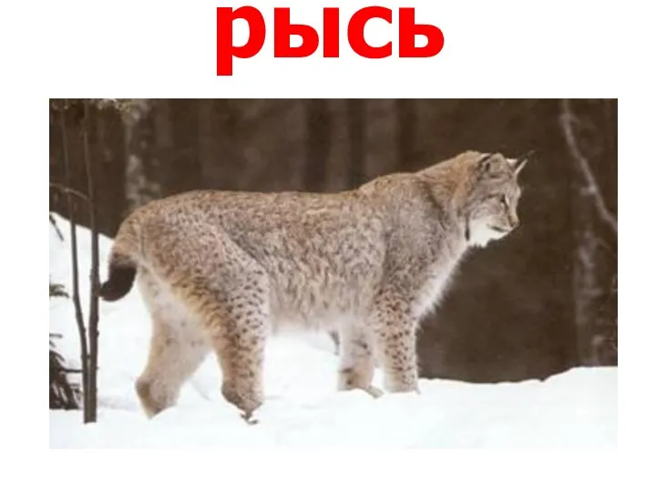 рысь