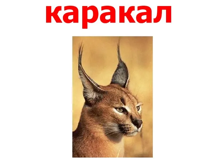 каракал