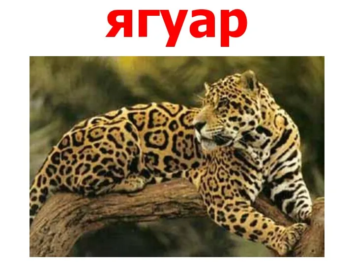 ягуар