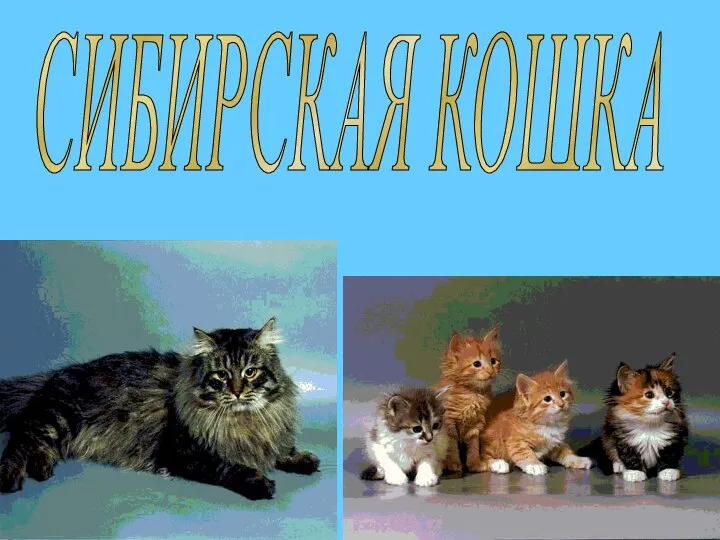 СИБИРСКАЯ КОШКА