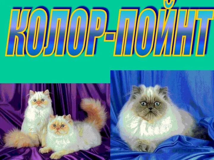 КОЛОР-ПОЙНТ