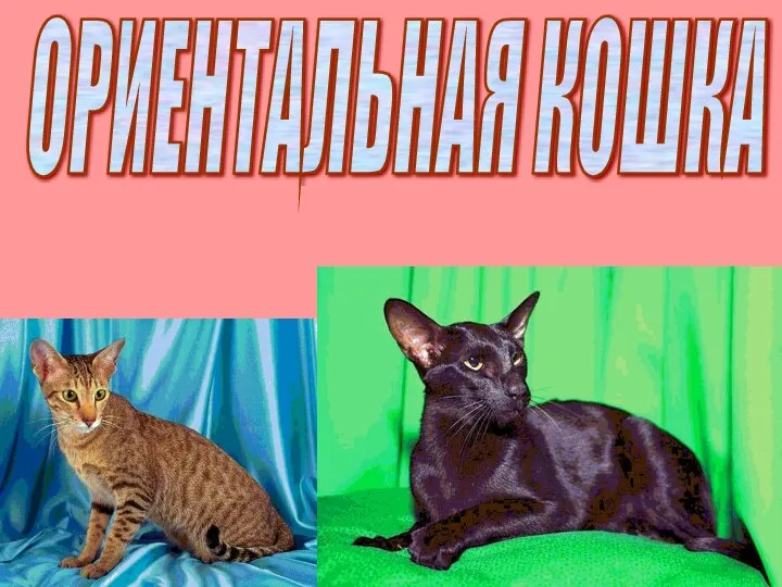 ОРИЕНТАЛЬНАЯ КОШКА