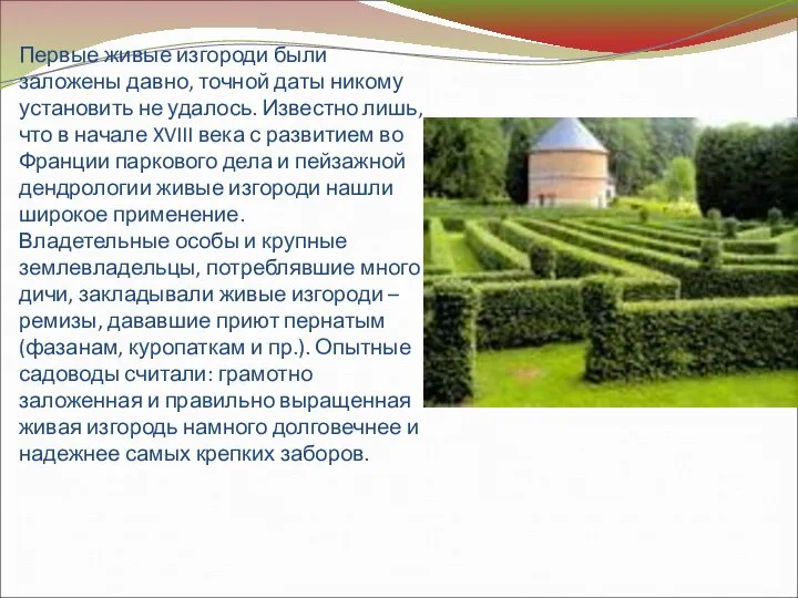 Первые живые изгороди были заложены давно, точной даты никому установить не