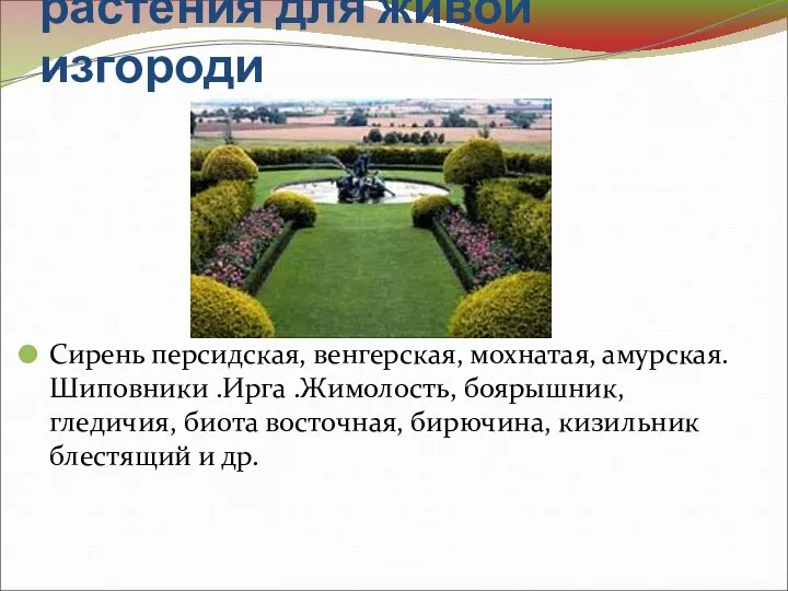 Наиболее подходящие растения для живой изгороди Сирень персидская, венгерская, мохнатая, амурская.