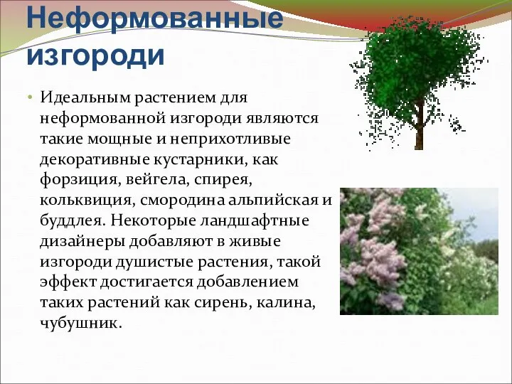 Неформованные изгороди Идеальным растением для неформованной изгороди являются такие мощные и