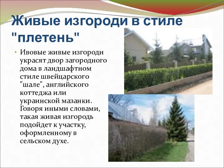 Живые изгороди в стиле "плетень" Ивовые живые изгороди украсят двор загородного