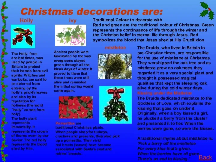 Christmas decorations are: Holly ivy Poinsettias are traditional Christmas plants. When