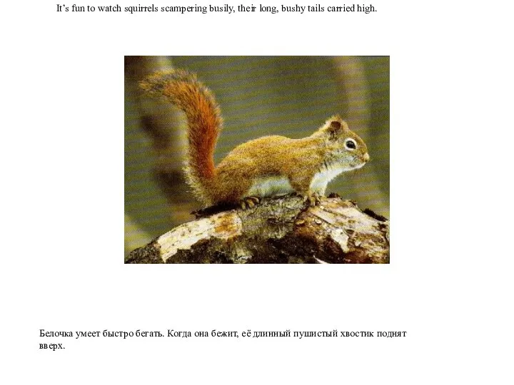 It’s fun to watch squirrels scampering busily, their long, bushy tails