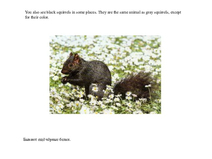 Бывают ещё чёрные белки. You also see black squirrels in some