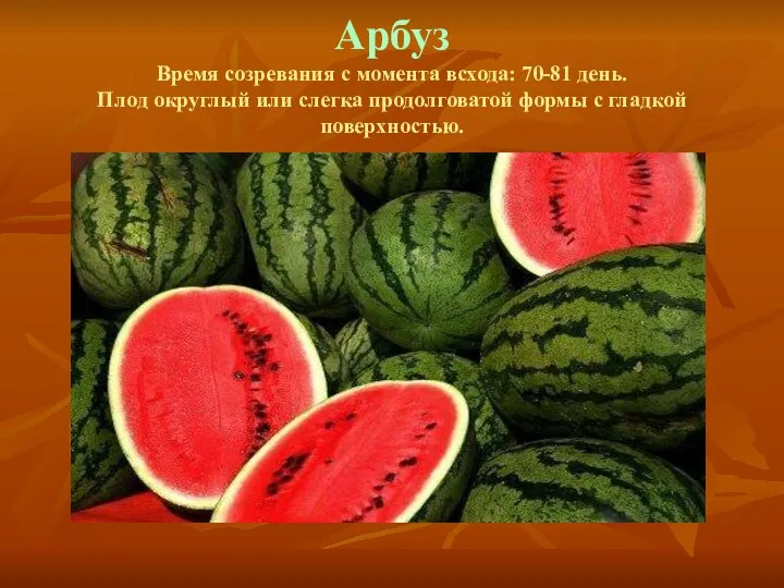 Арбуз Время созревания с момента всхода: 70-81 день. Плод округлый или