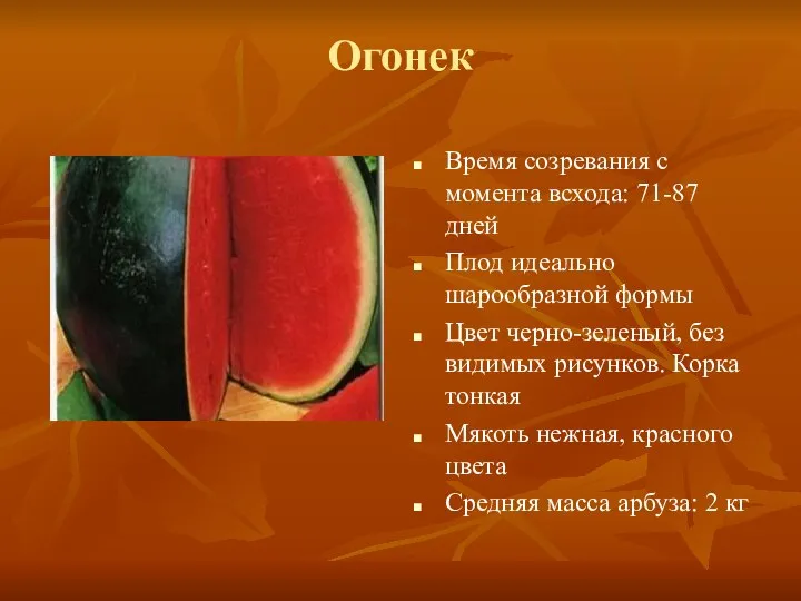 Огонек Время созревания с момента всхода: 71-87 дней Плод идеально шарообразной