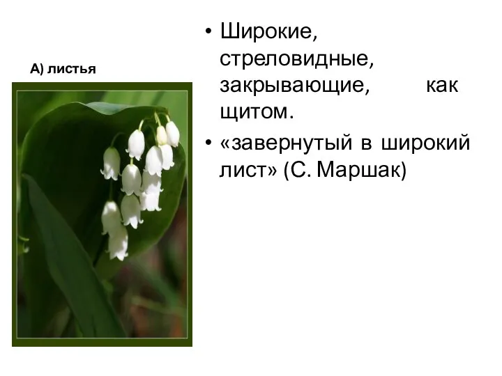 А) листья Широкие, стреловидные, закрывающие, как щитом. «завернутый в широкий лист» (С. Маршак)