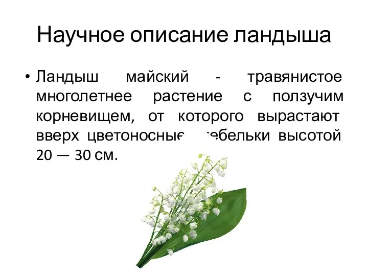 Научное описание ландыша Ландыш майский - травянистое многолетнее растение с ползучим