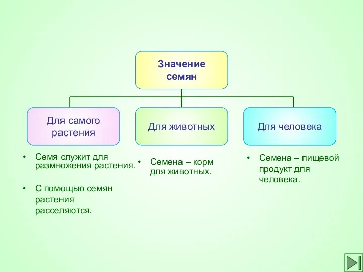 С помощью семян растения расселяются. Семя служит для размножения растения. Семена