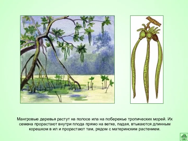 Мангровые деревья растут на полосе ила на побережье тропических морей. Их