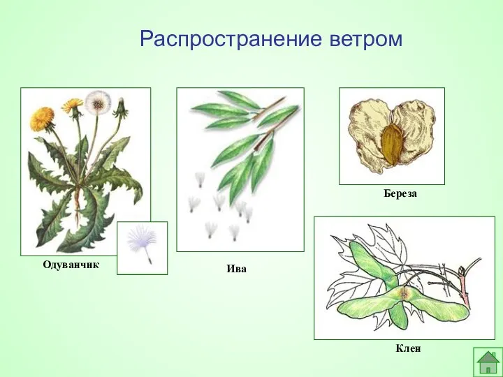 Одуванчик Распространение ветром Ива Береза Клен