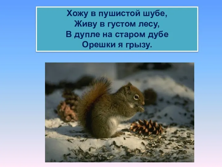 Хожу в пушистой шубе, Живу в густом лесу, В дупле на старом дубе Орешки я грызу.