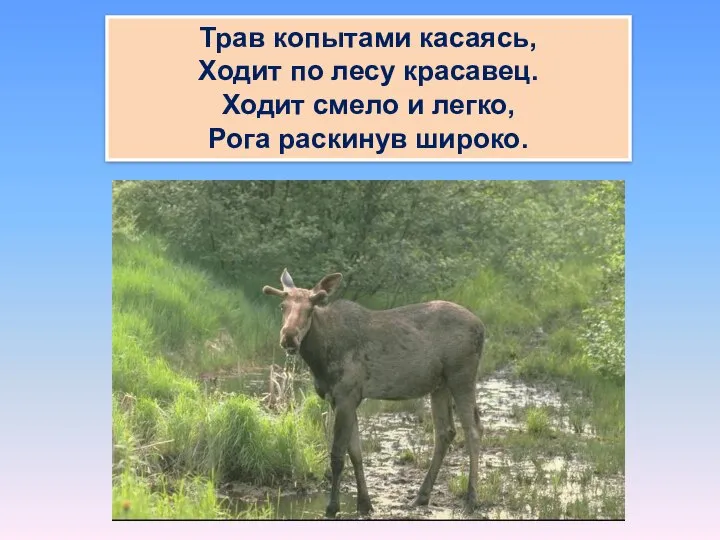 Трав копытами касаясь, Ходит по лесу красавец. Ходит смело и легко, Рога раскинув широко.