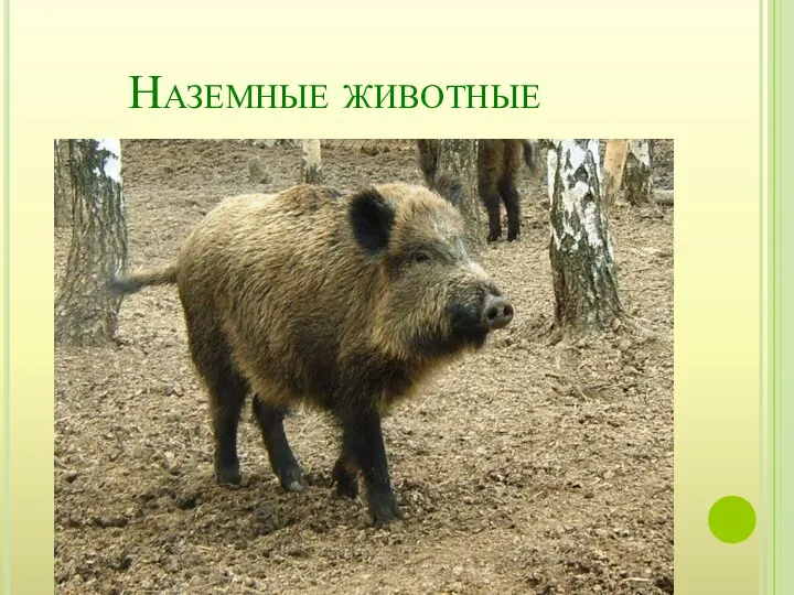 Наземные животные