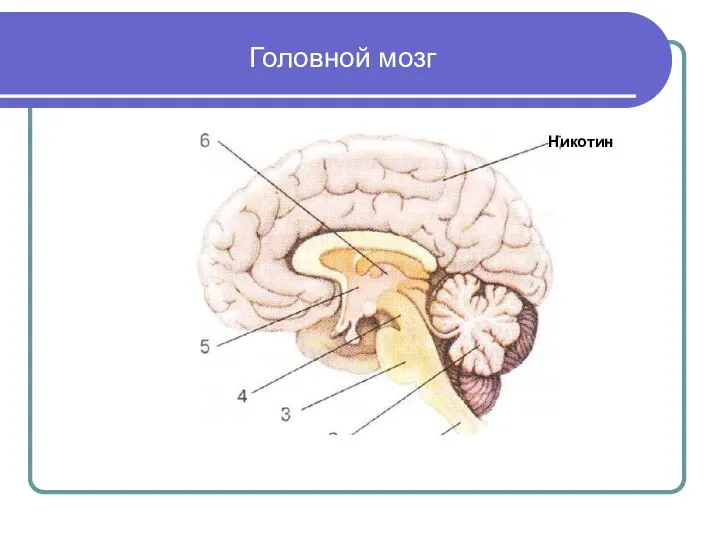 Головной мозг Никотин