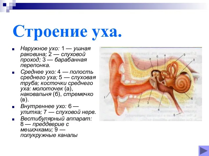 Строение уха. Наружное ухо: 1 — ушная раковина; 2 — слуховой