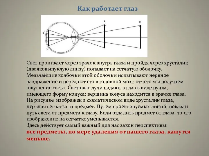 Свет проникает через зрачок внутрь глаза и пройдя через хрусталик (двояковыпуклую