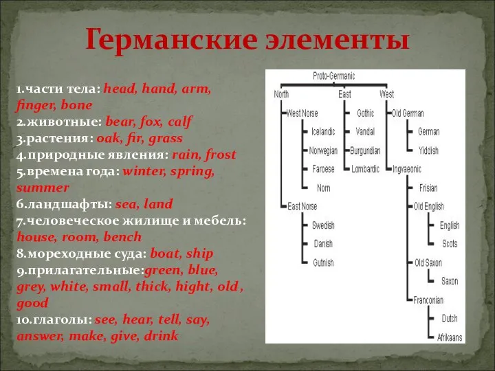 Германские элементы 1.части тела: head, hand, arm, finger, bone 2.животные: bear,