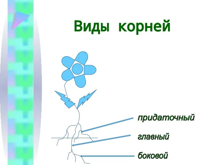 Виды корней главный боковой придаточный