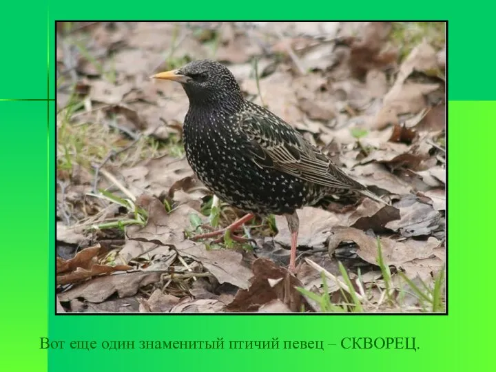 Вот еще один знаменитый птичий певец – СКВОРЕЦ.