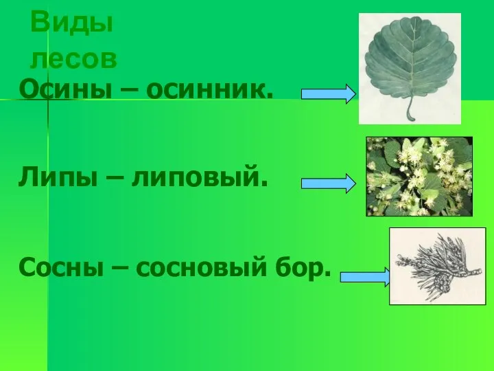 Виды лесов Осины – осинник. Липы – липовый. Сосны – сосновый бор.