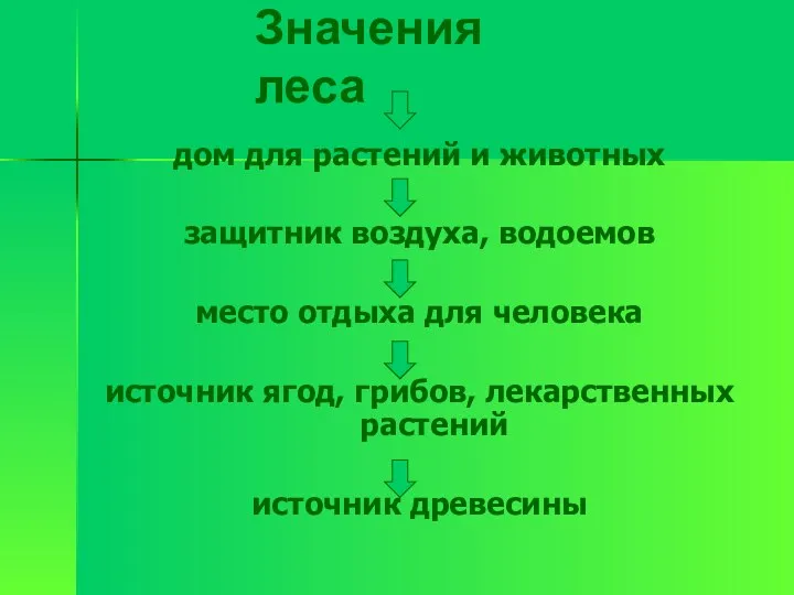 Значения леса дом для растений и животных защитник воздуха, водоемов место