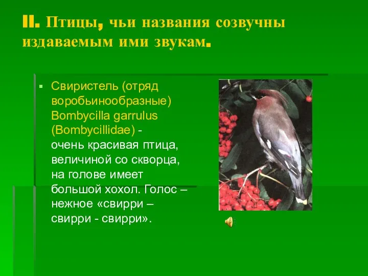 II. Птицы, чьи названия созвучны издаваемым ими звукам. Свиристель (отряд воробьинообразные)