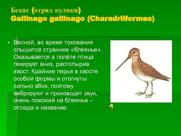 Бекас (отряд кулики) Gallinago gallinago (Charadriiformes) Весной, во время токования слышится