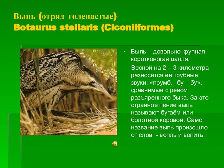 Выпь (отряд голенастые) Botaurus stellaris (Ciconiiformes) Выпь – довольно крупная коротконогая