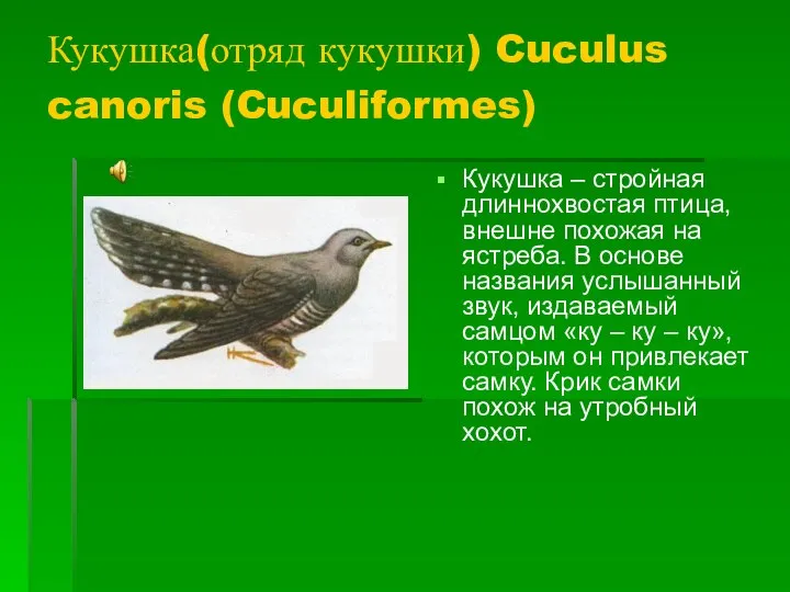 Кукушка(отряд кукушки) Cuculus canoris (Cuculiformes) Кукушка – стройная длиннохвостая птица, внешне