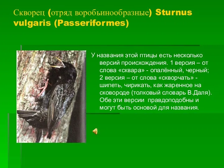 Скворец (отряд воробьинообразные) Sturnus vulgaris (Passeriformes) У названия этой птицы есть