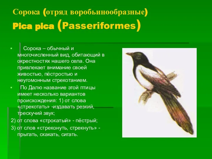 Сорока (отряд воробьинообразные) Pica pica (Passeriformes) Сорока – обычный и многочисленный