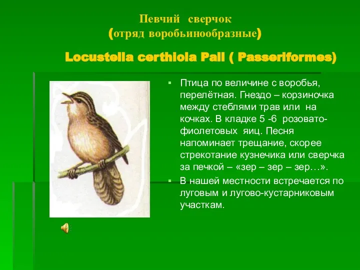 Певчий сверчок (отряд воробьинообразные) Locustella certhiola Pall ( Passeriformes) Птица по