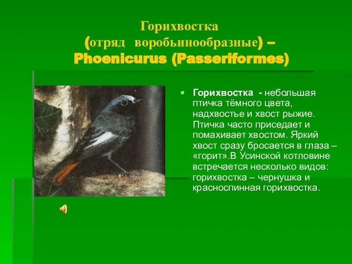 Горихвостка (отряд воробьинообразные) – Phoenicurus (Passeriformes) Горихвостка - небольшая птичка тёмного