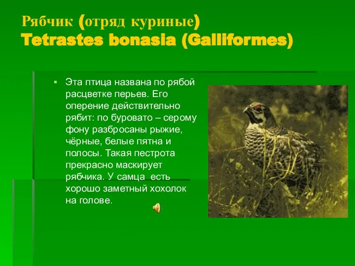 Рябчик (отряд куриные) Tetrastes bonasia (Galliformes) Эта птица названа по рябой