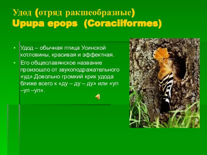 Удод (отряд ракшеобразные) Upupa epops (Coraciiformes) Удод – обычная птица Усинской