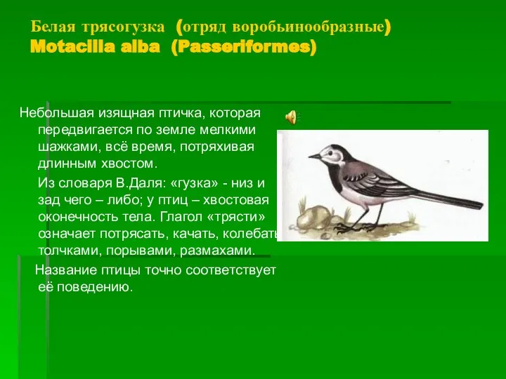 Белая трясогузка (отряд воробьинообразные) Motacilla alba (Passeriformes) Небольшая изящная птичка, которая