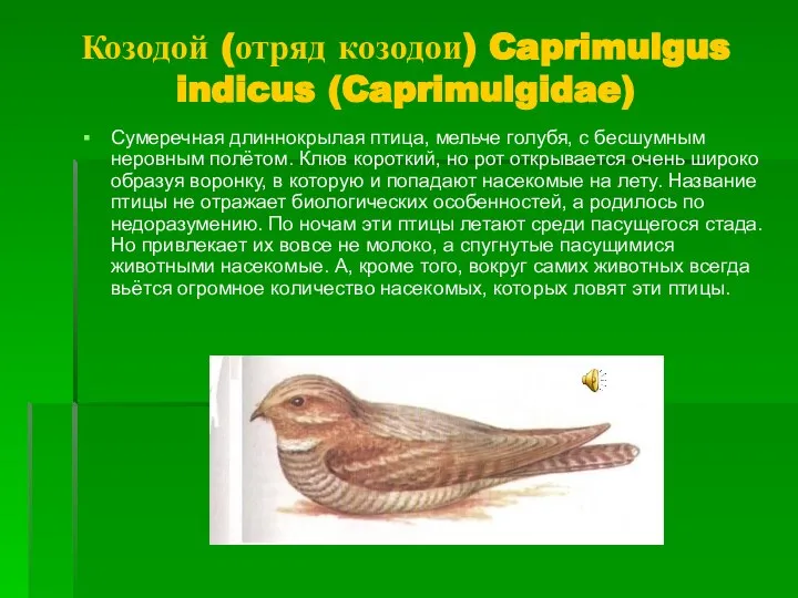 Козодой (отряд козодои) Caprimulgus indicus (Caprimulgidae) Сумеречная длиннокрылая птица, мельче голубя,