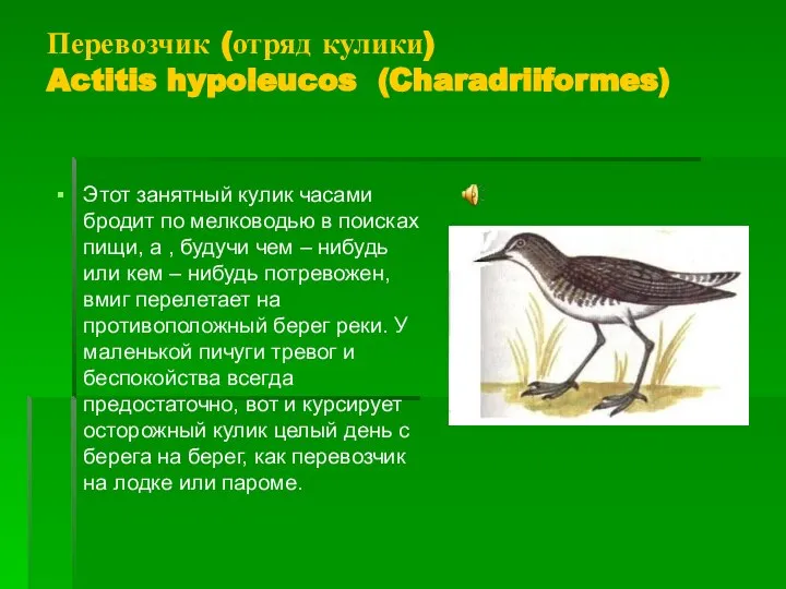 Перевозчик (отряд кулики) Actitis hypoleucos (Charadriiformes) Этот занятный кулик часами бродит