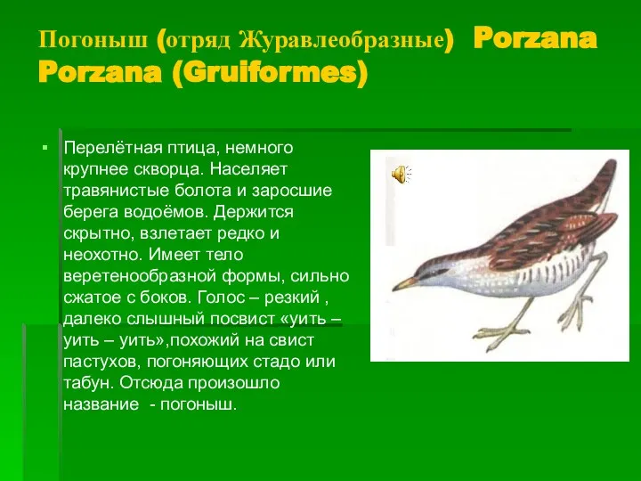 Погоныш (отряд Журавлеобразные) Porzana Porzana (Gruiformes) Перелётная птица, немного крупнее скворца.