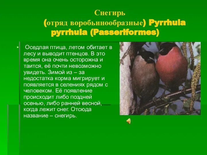 Снегирь (отряд воробьинообразные) Pyrrhula pyrrhula (Passeriformes) Оседлая птица, летом обитает в