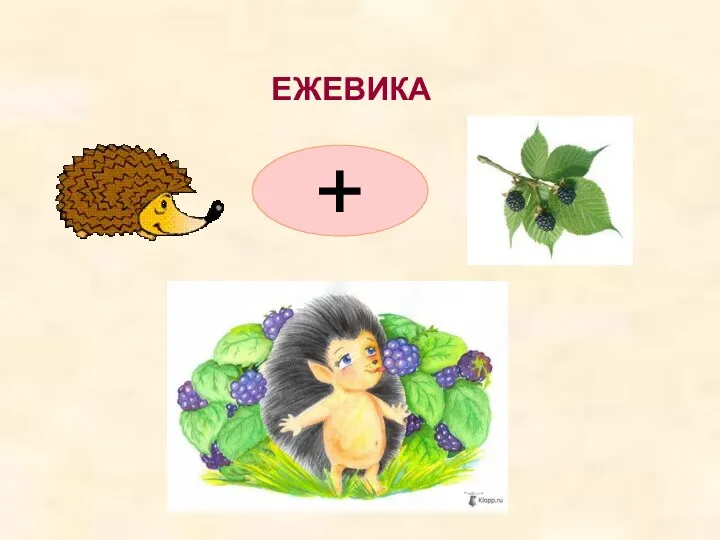 ЕЖЕВИКА +