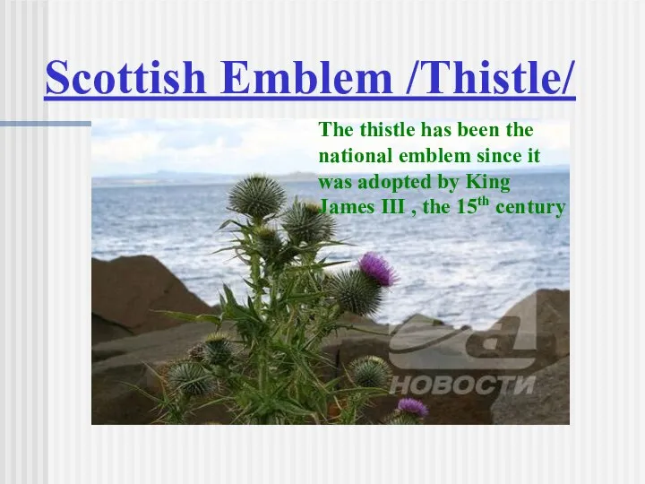 Scottish Emblem /Thistle/ The thistle has been the national emblem since