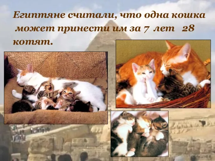 Египтяне считали, что одна кошка может принести им за 7 лет 28 котят.