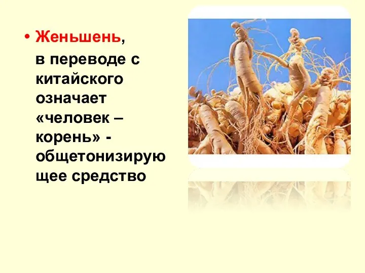 Женьшень, в переводе с китайского означает «человек – корень» - общетонизирующее средство